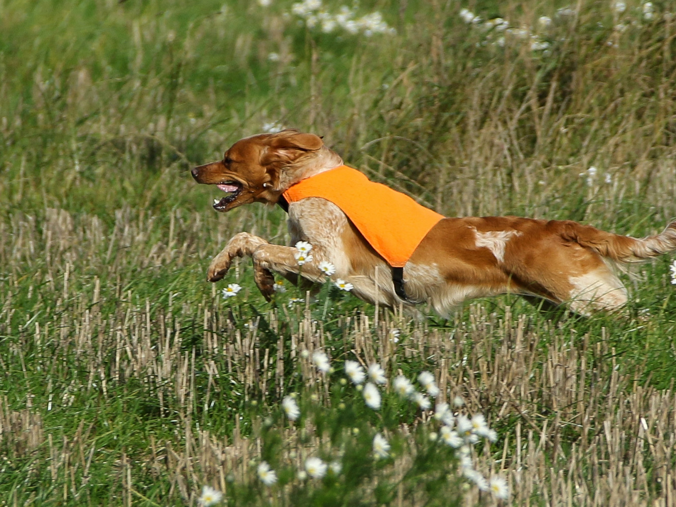 Fiskonfjällets Tua 1