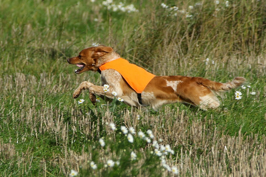 Fiskonfjällets Tua 1