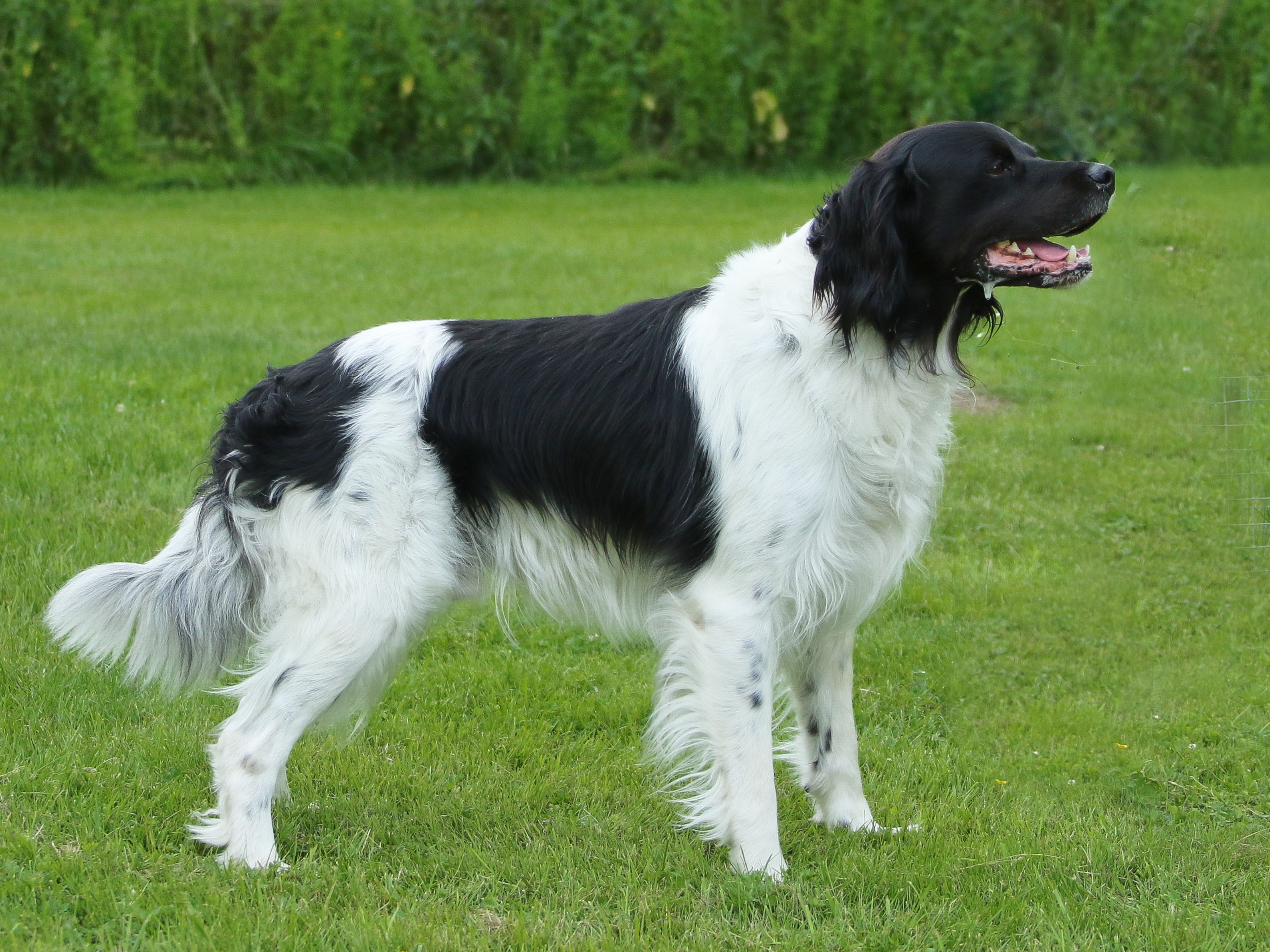 Almkullens Frasse2023