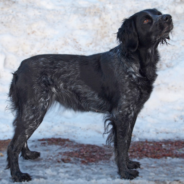 Red Garlic's Korint 5