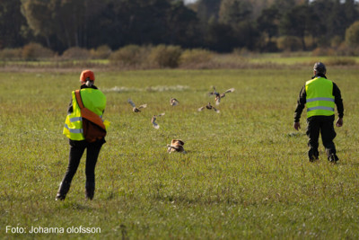 Fiskonfjallets Zita O Stefan Fageltagning 768X512