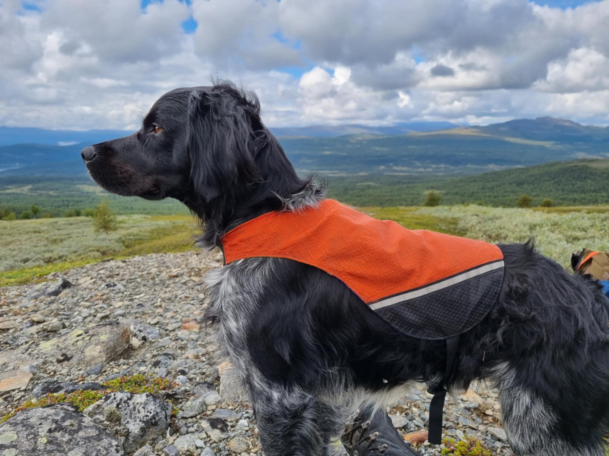 Värmlandsnäsets Pluto