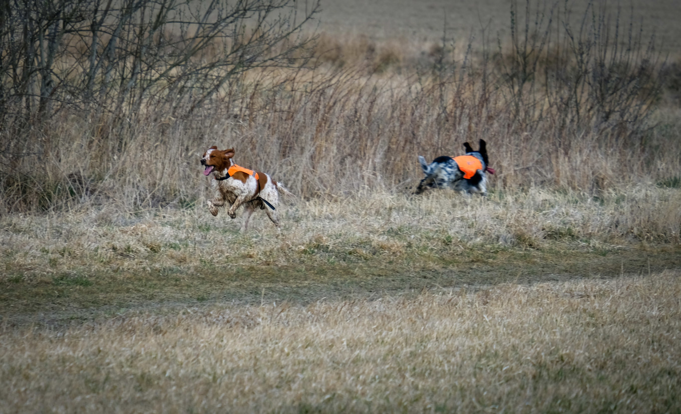 Långtora 2025-04-05_4