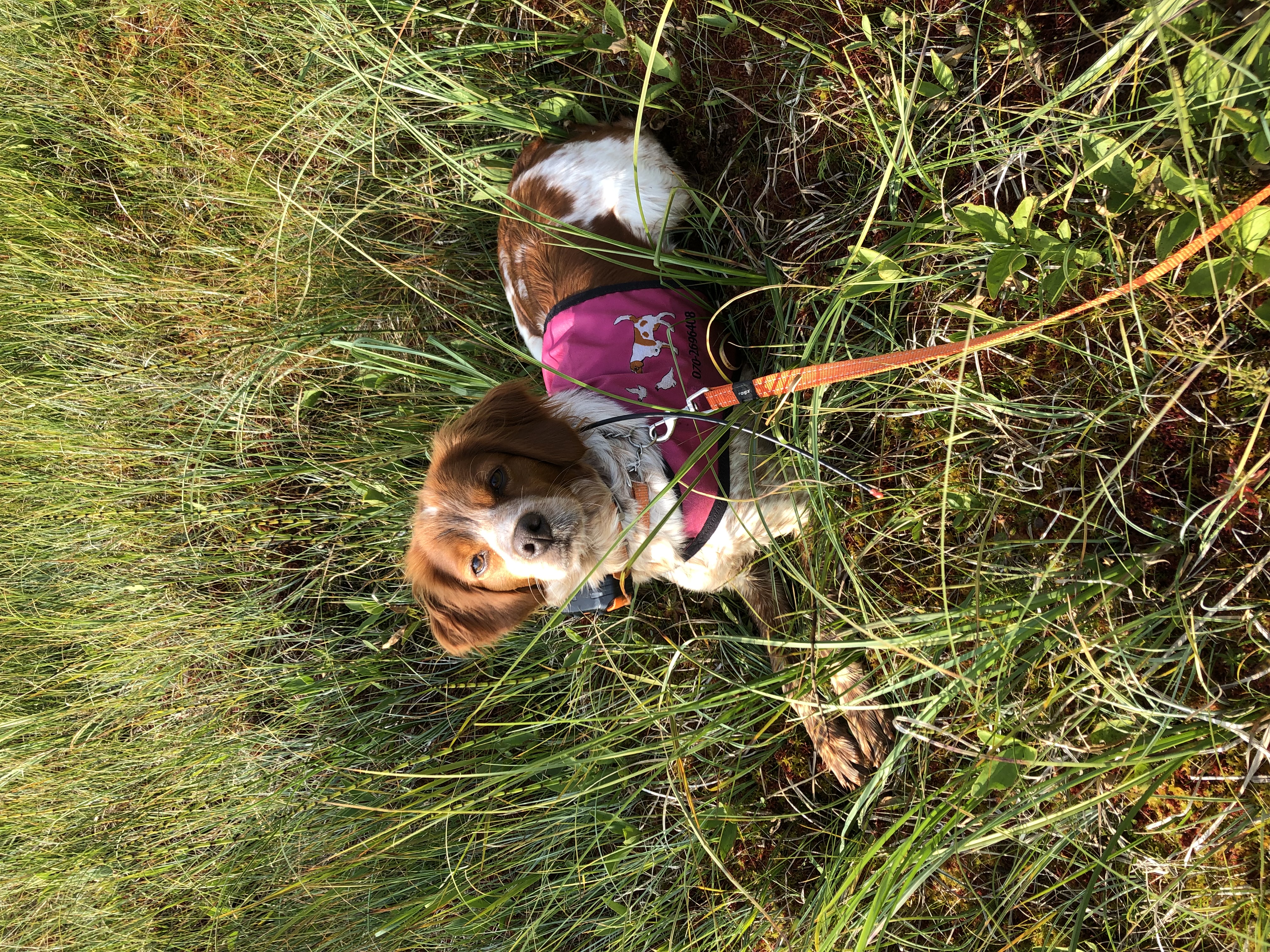 Tilde Du Clan Des Perdrix (2)