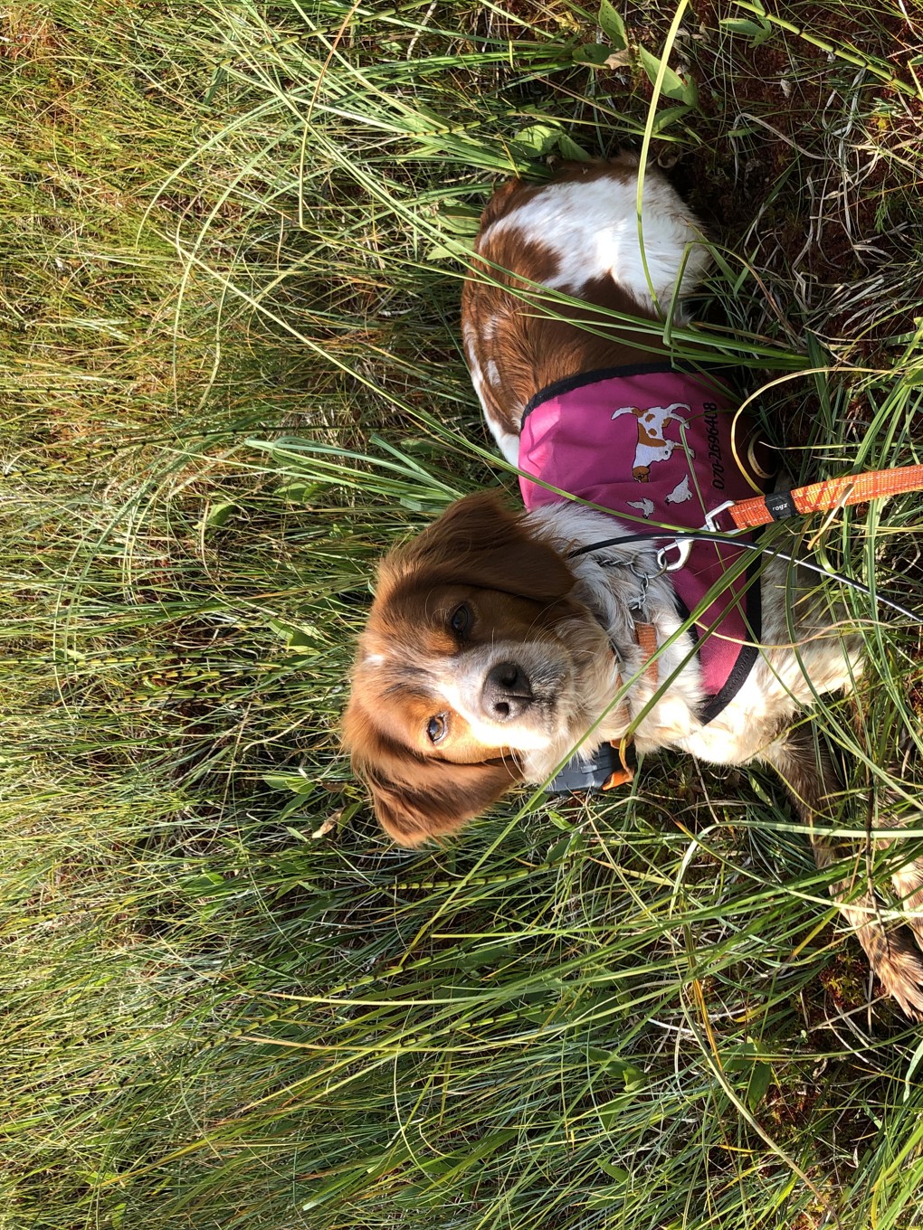 Tilde Du Clan Des Perdrix (2)