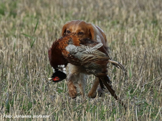 Fiskonfjällets Tua Apport
