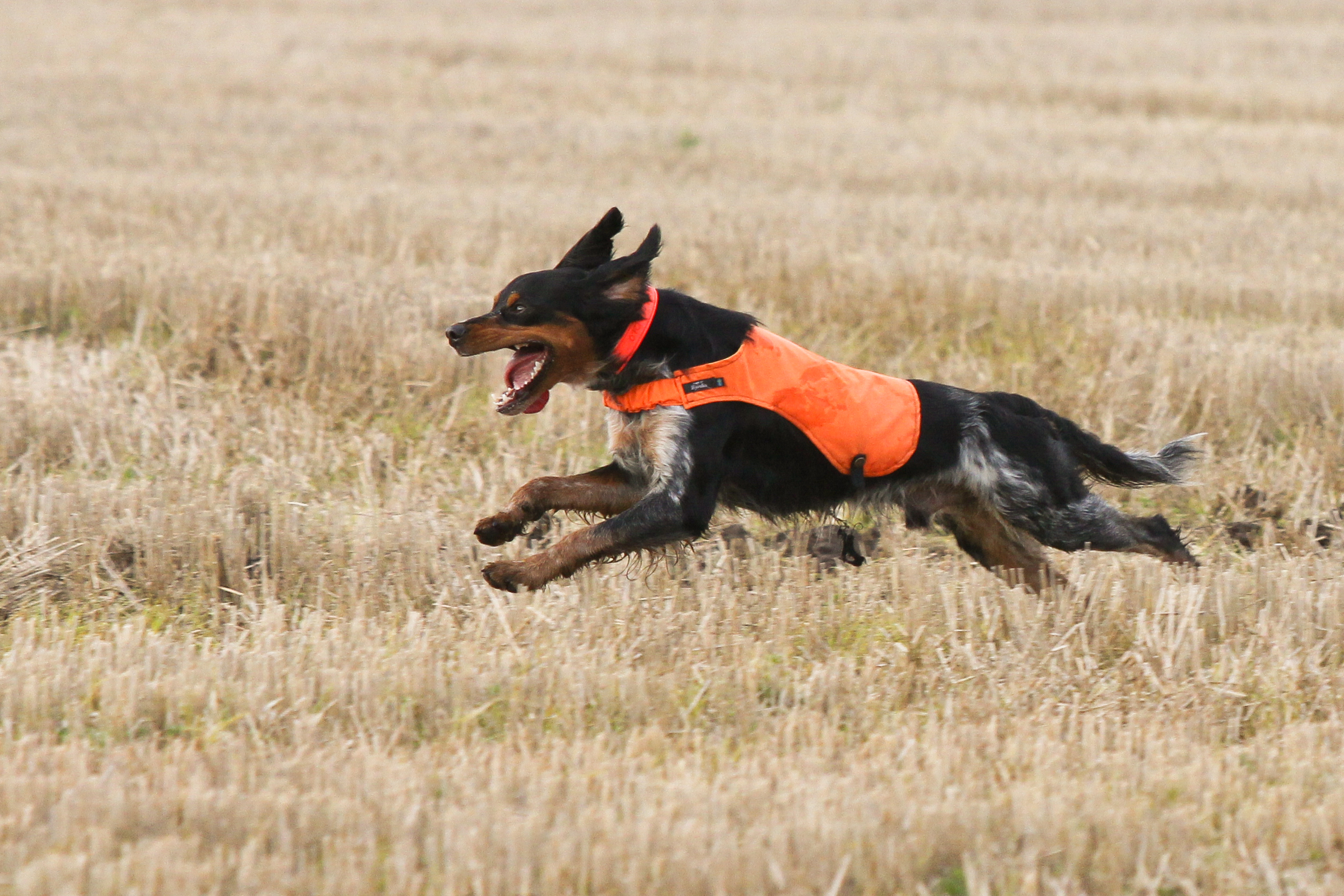 Almkullens Castro2014