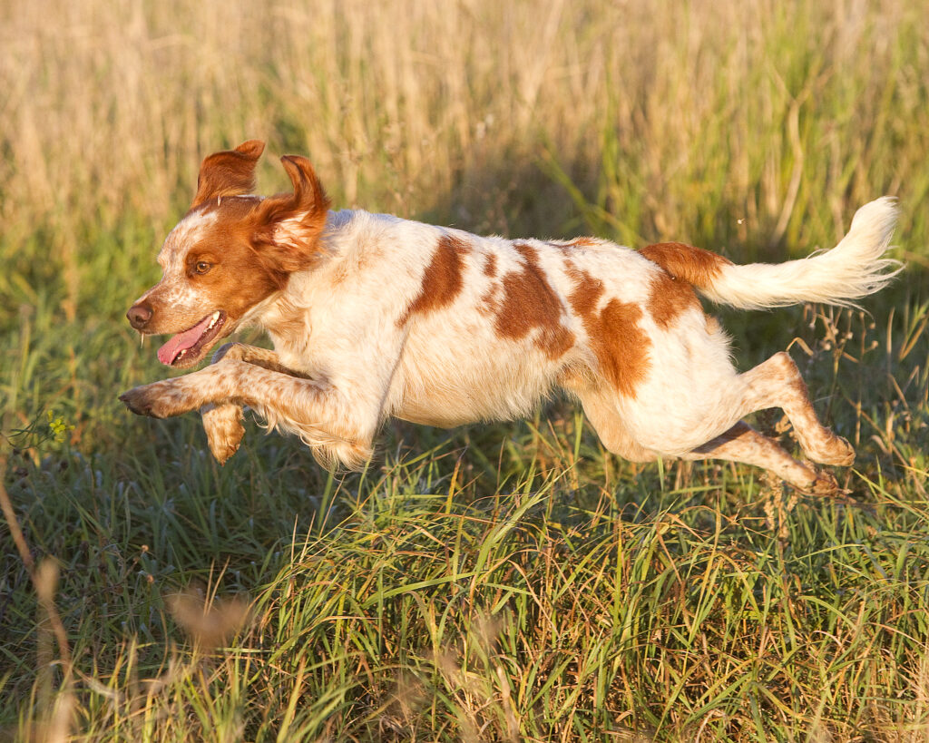 Lill Gemons Mc Nevis (2)