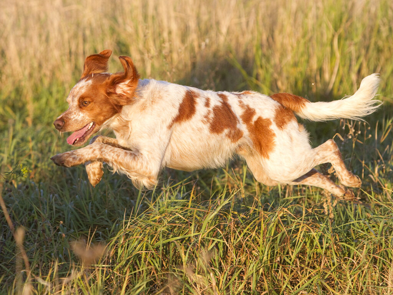 Lill Gemons Mc Nevis (2)