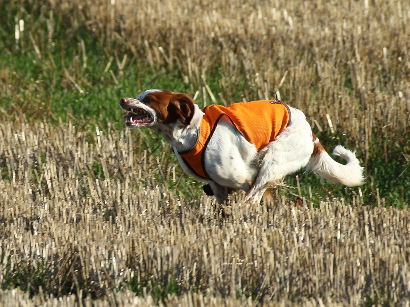 Smedgattu Carrera