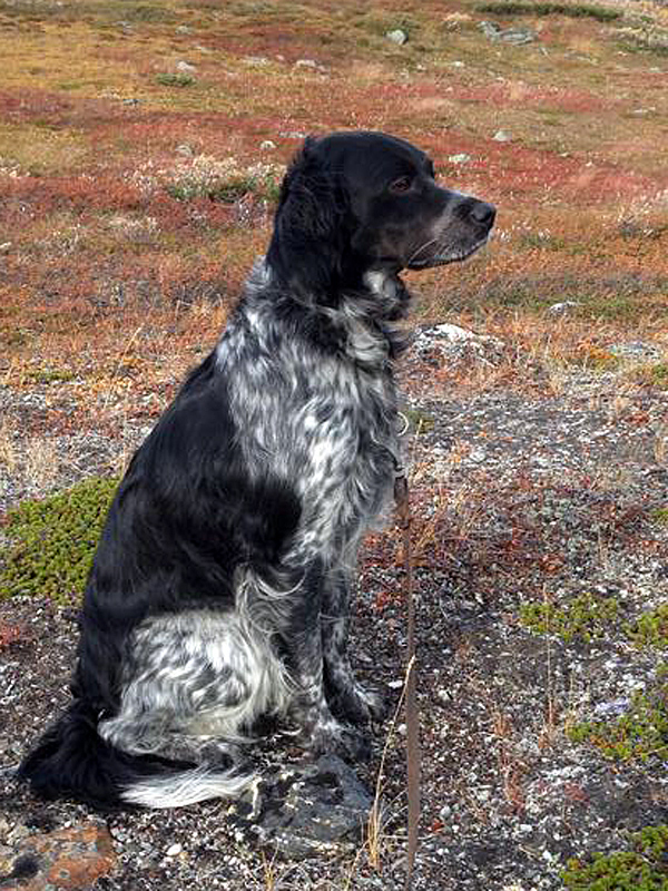 Pålamalmens Krozza (1)