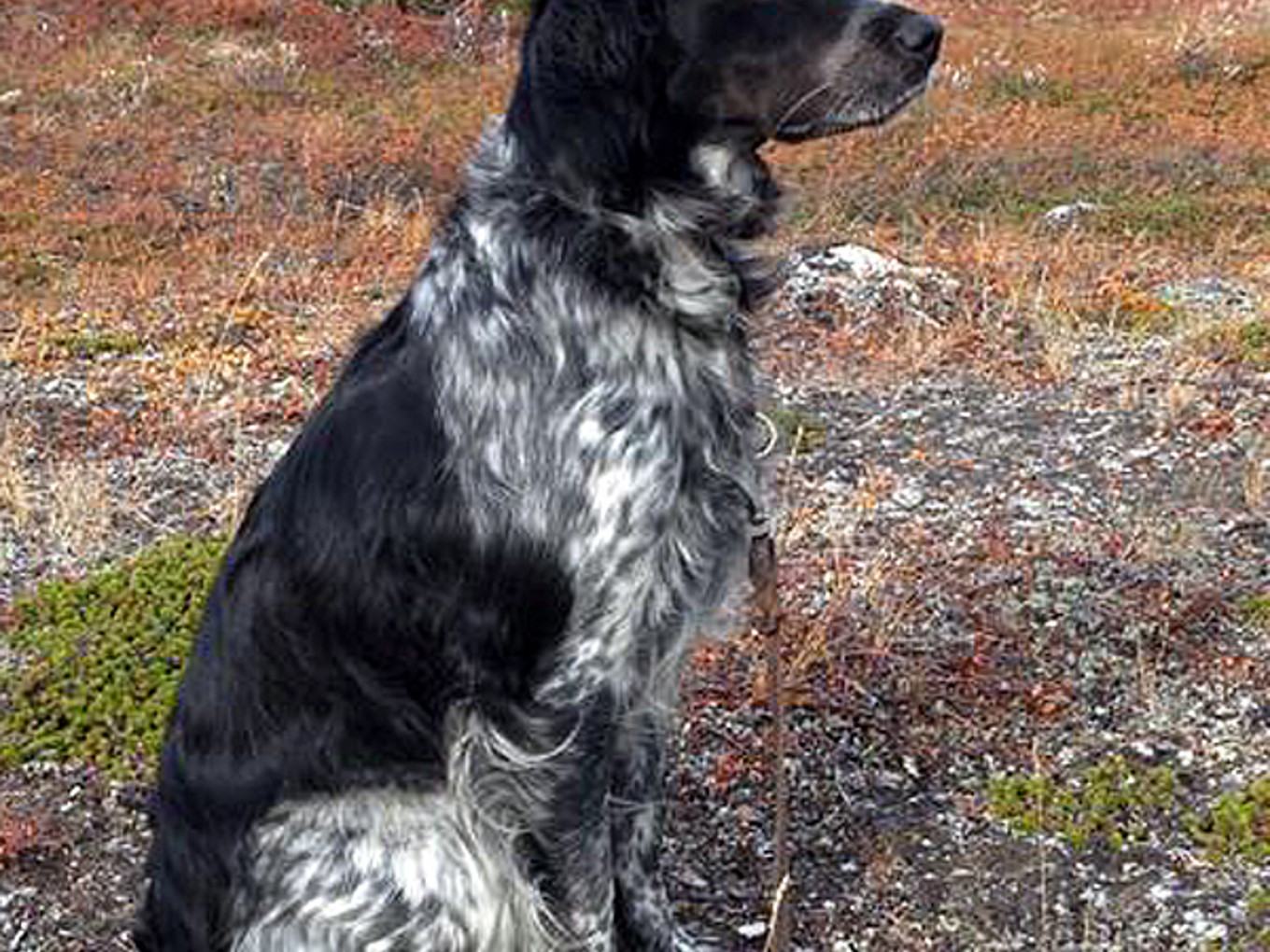 Pålamalmens Krozza (1)