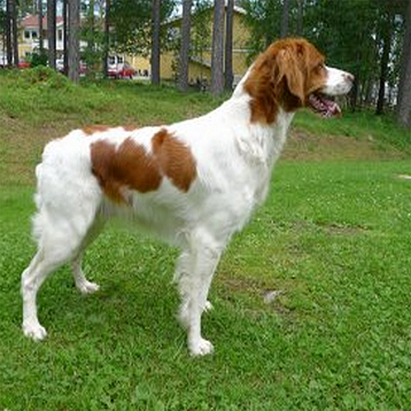 Pålamalmens El Cobra