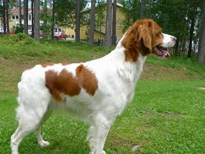 Pålamalmens El Cobra