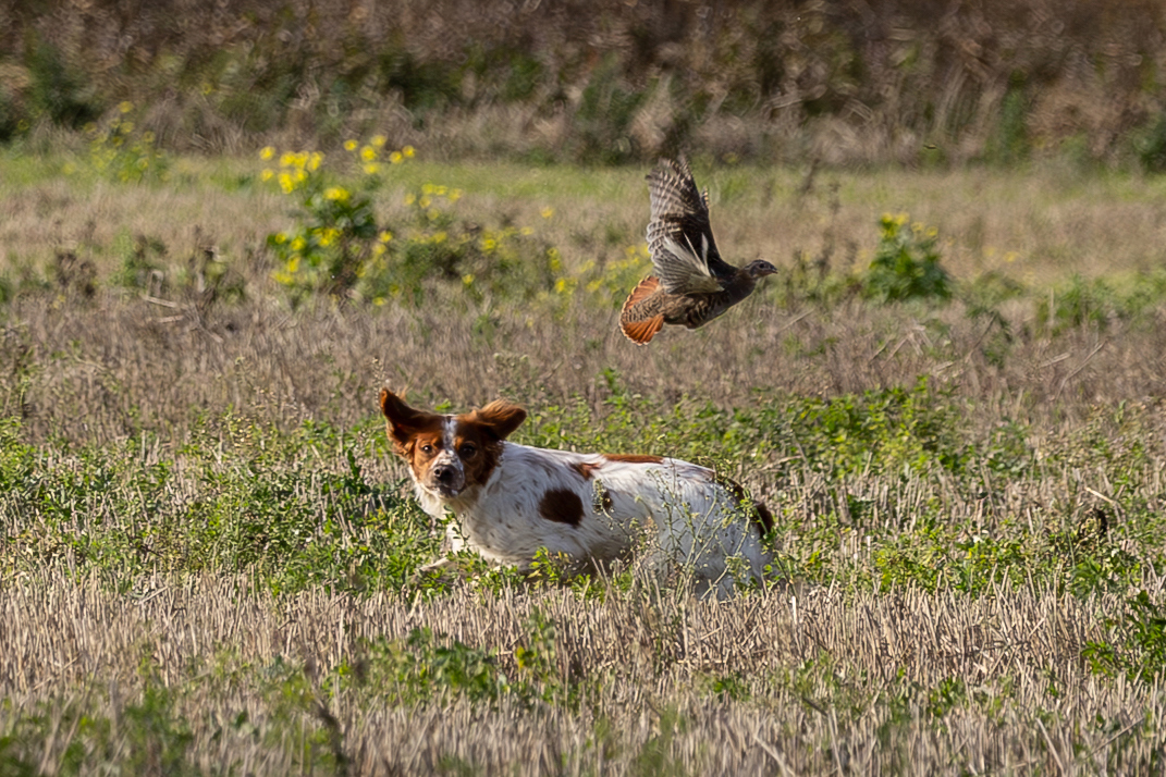 Almkullens Kassie2024