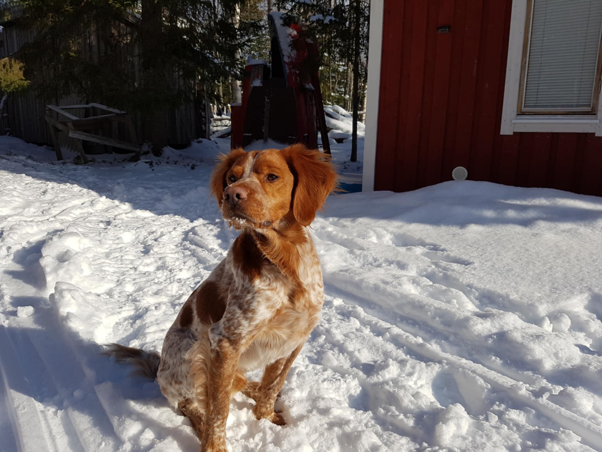 Red Garlic's X Jameson (1)