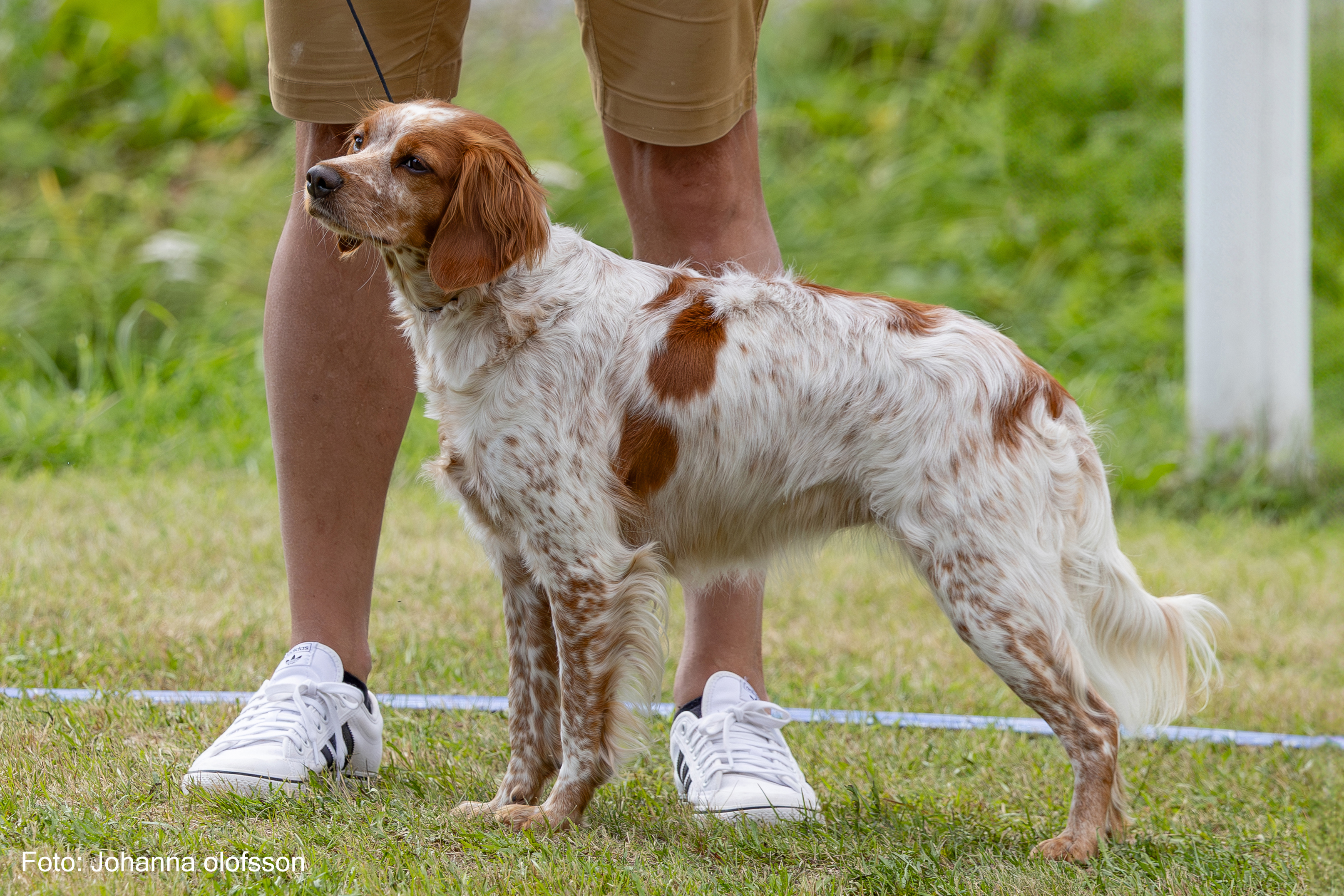 Freja Äg Thomas Drevhammar2025
