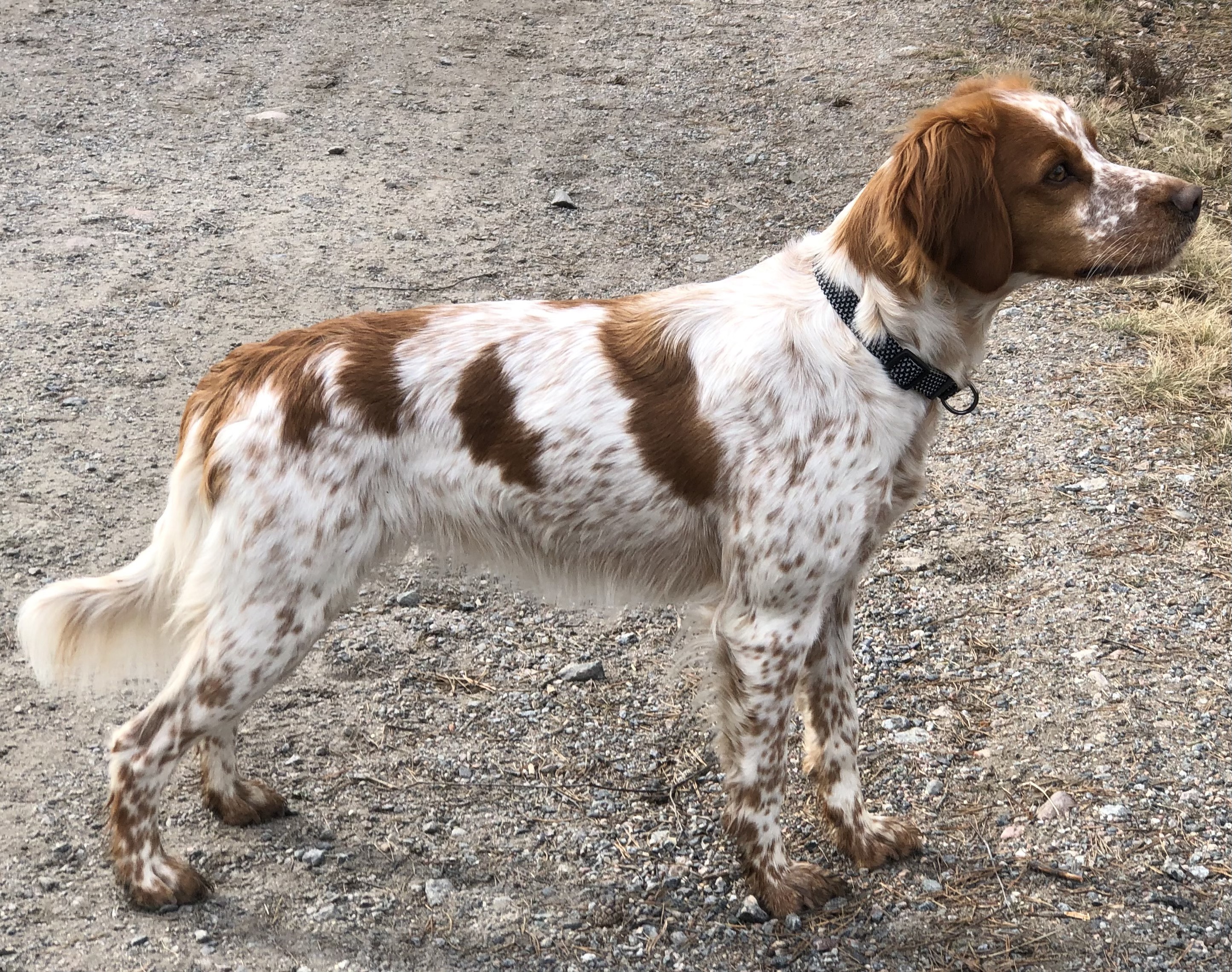 Rensjöliens Artemis