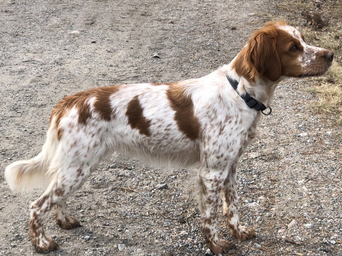 Rensjöliens Artemis