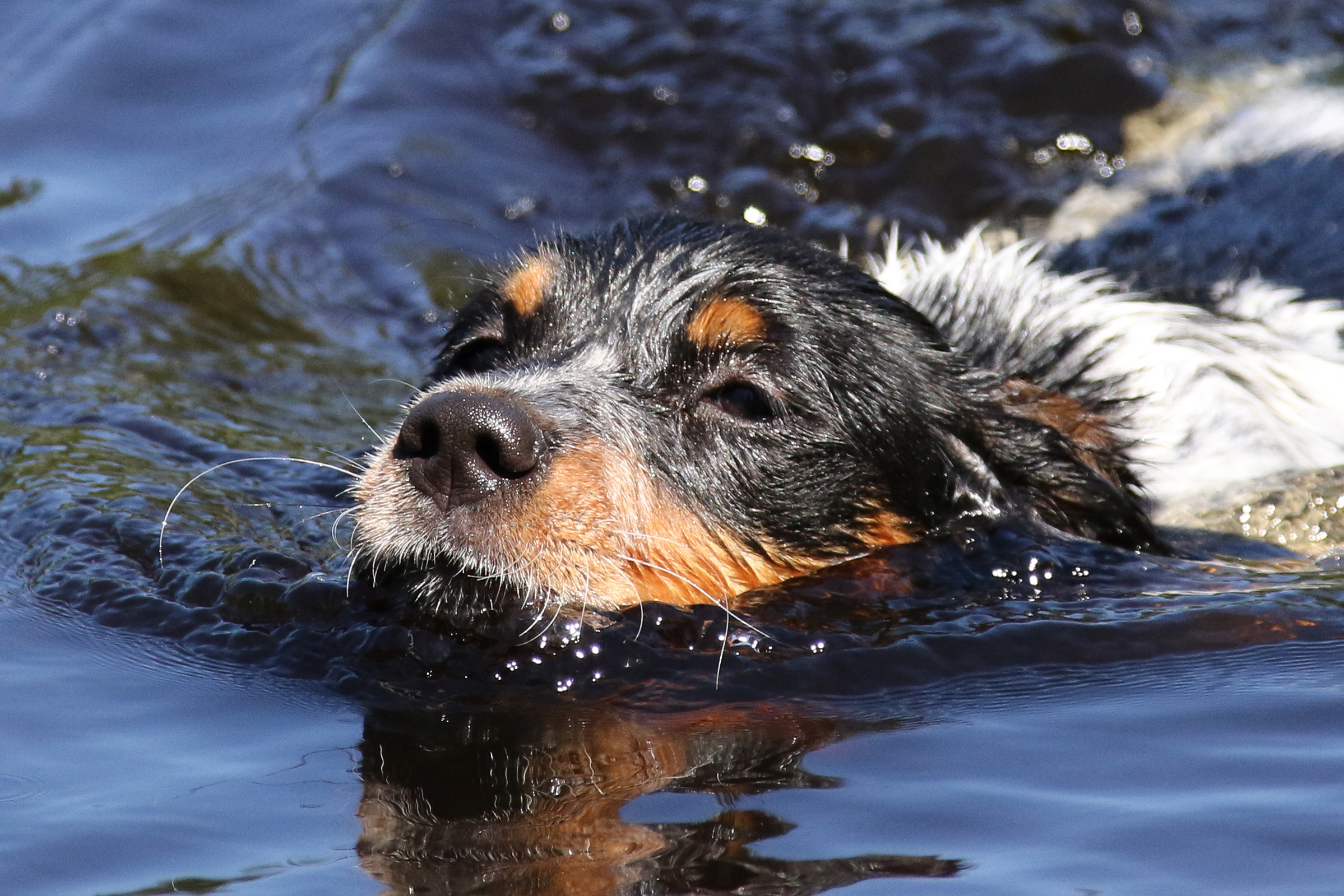 Almkullens Gucci2016