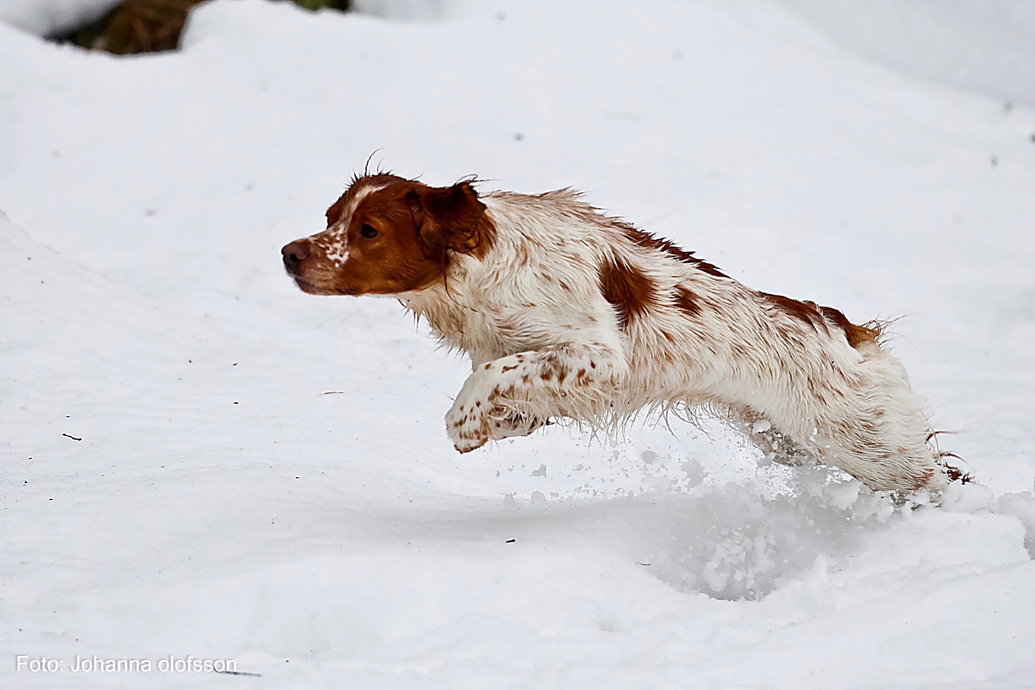 Almkullens Kassie (2)