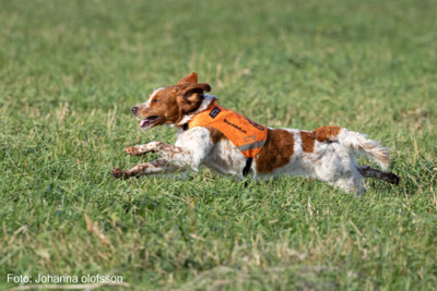 SM Vinnare 24 Lill Gemons Nemo 768X512