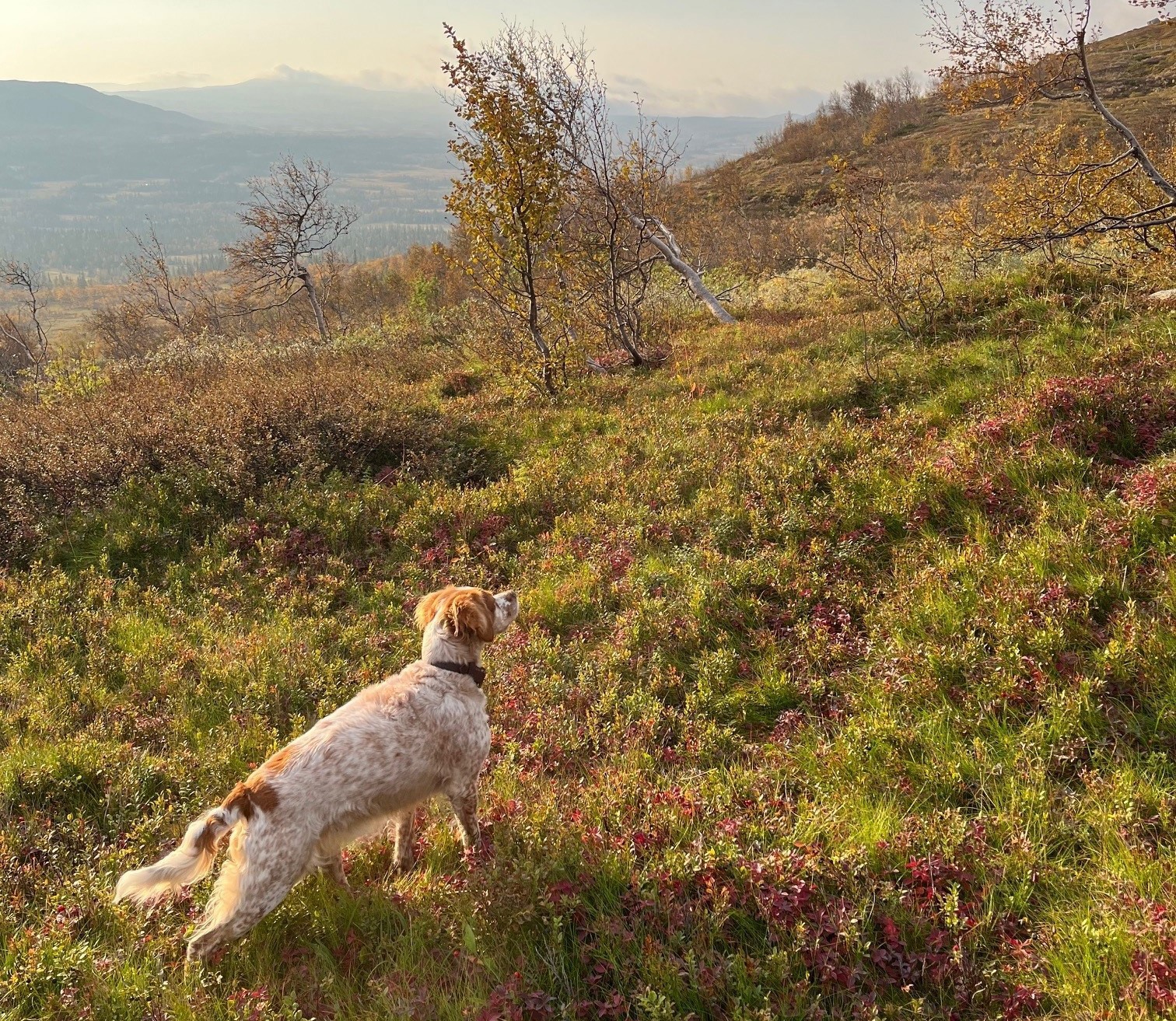 Eirams Fina Fågelfinnare 4