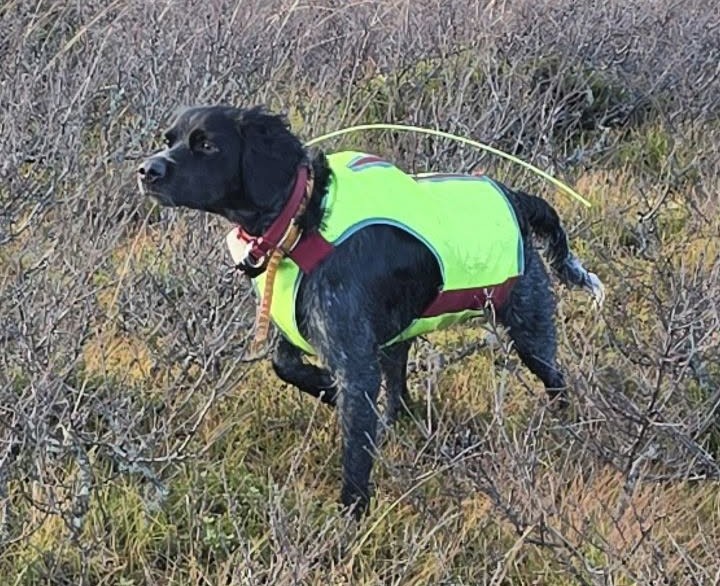 Johans Hund
