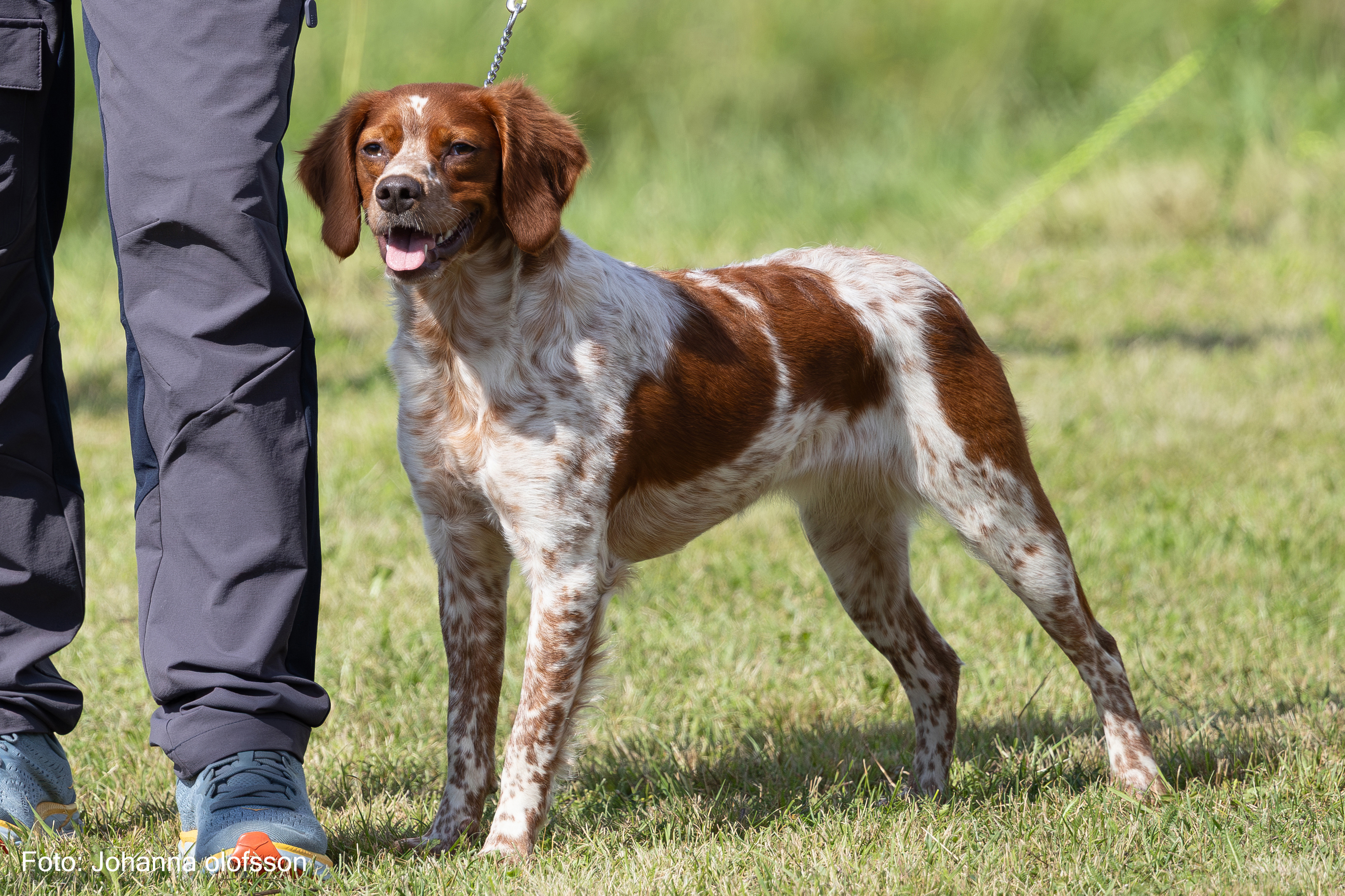 Vanille X De La Plaine Marat Äg Hallgeir Bergh2025