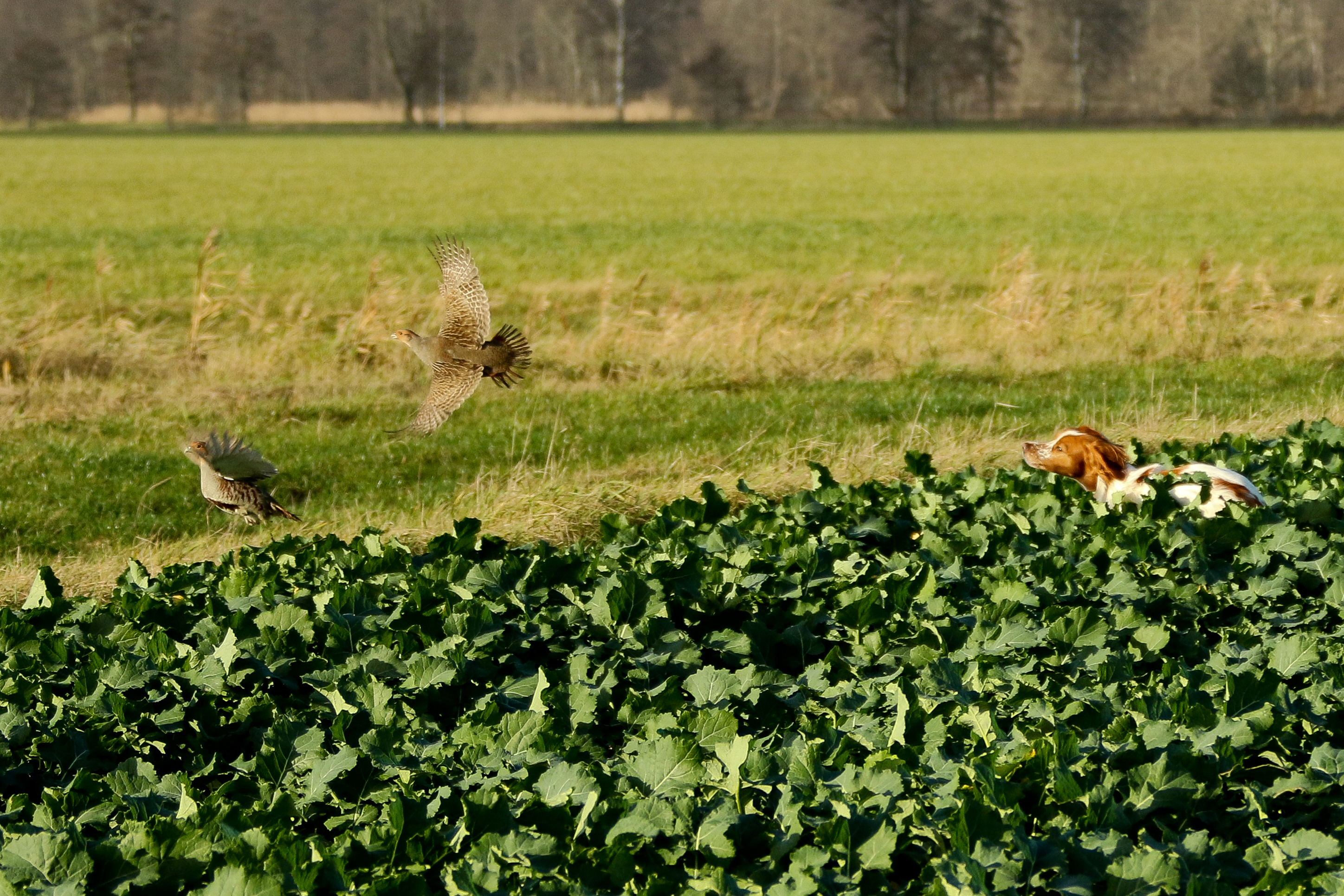 Almkullens Kassie2022