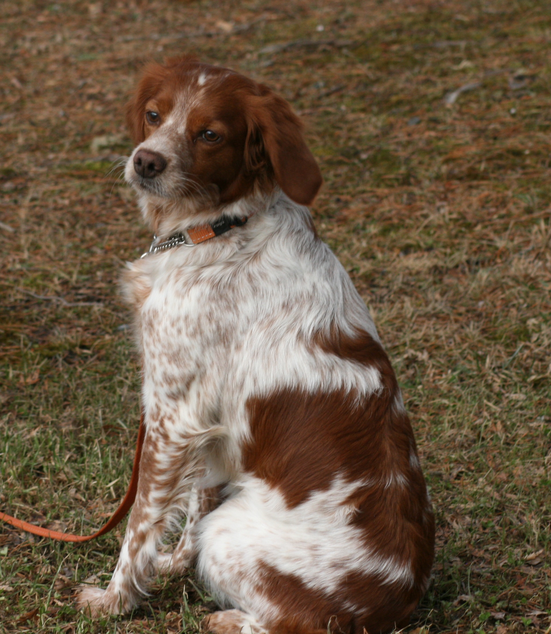 Tilde Du Clan Des Perdrix (1)