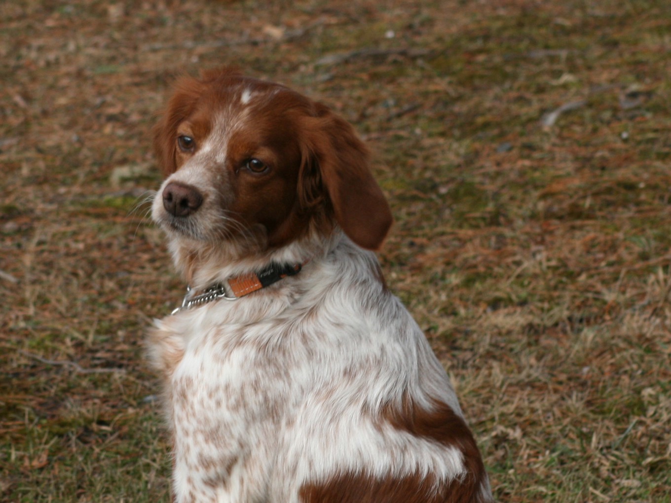 Tilde Du Clan Des Perdrix (1)