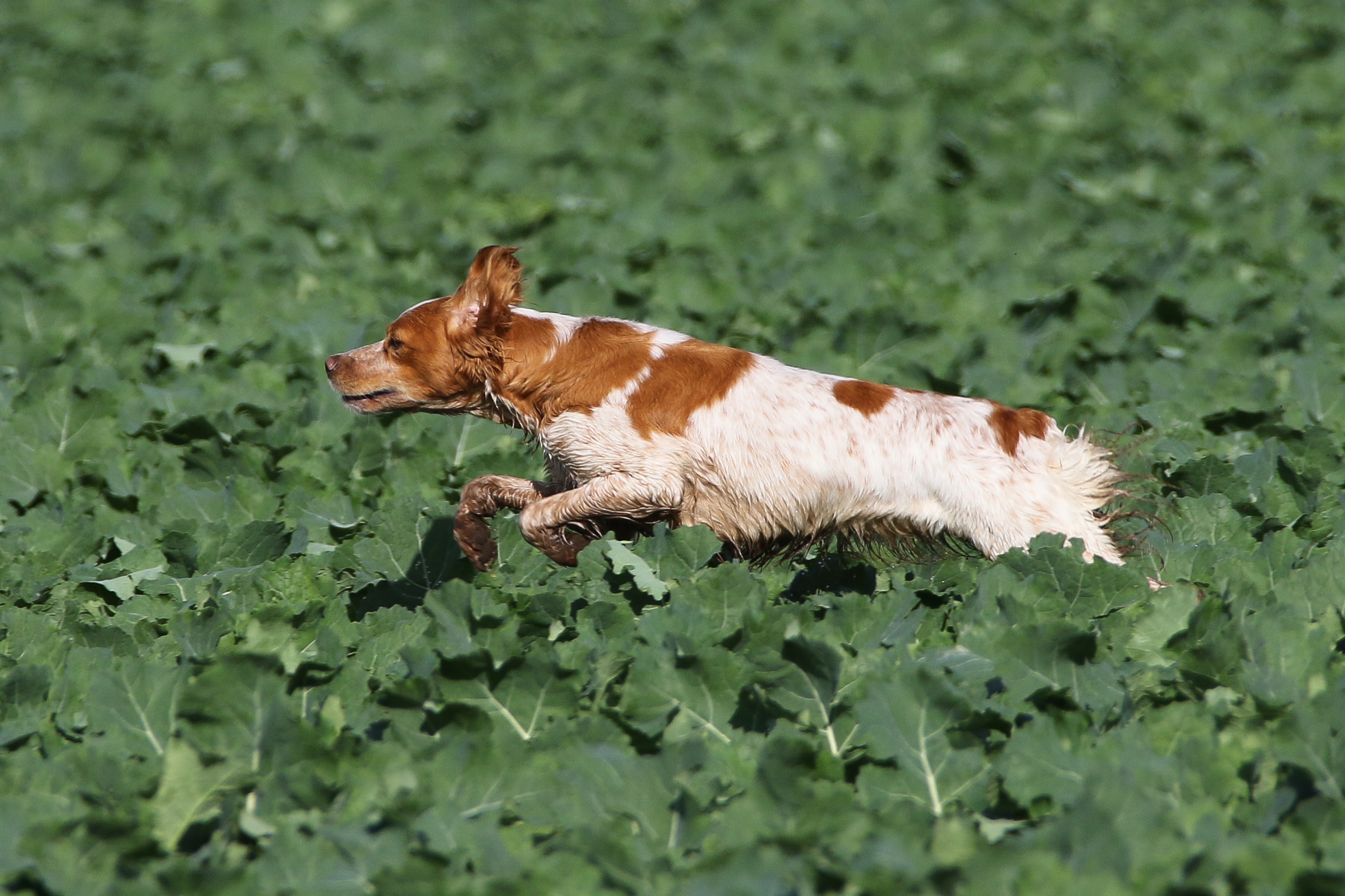 Mustang Des Bois De Gland
