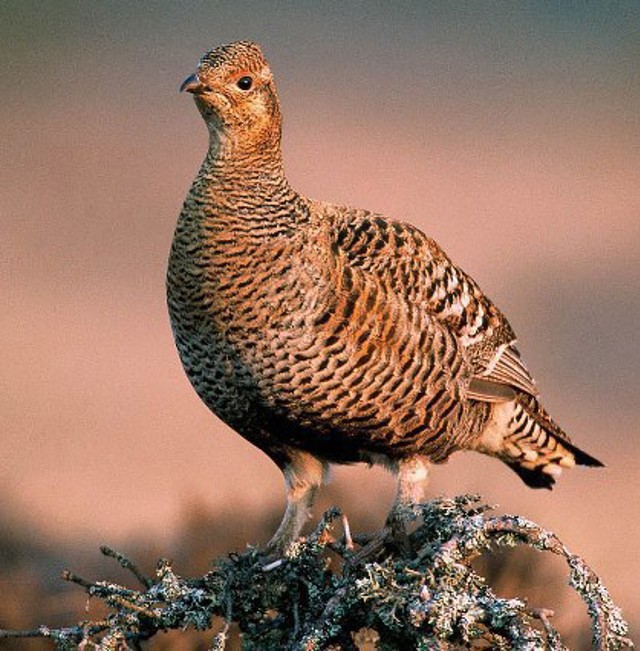 Orrhona Kennethjohansson