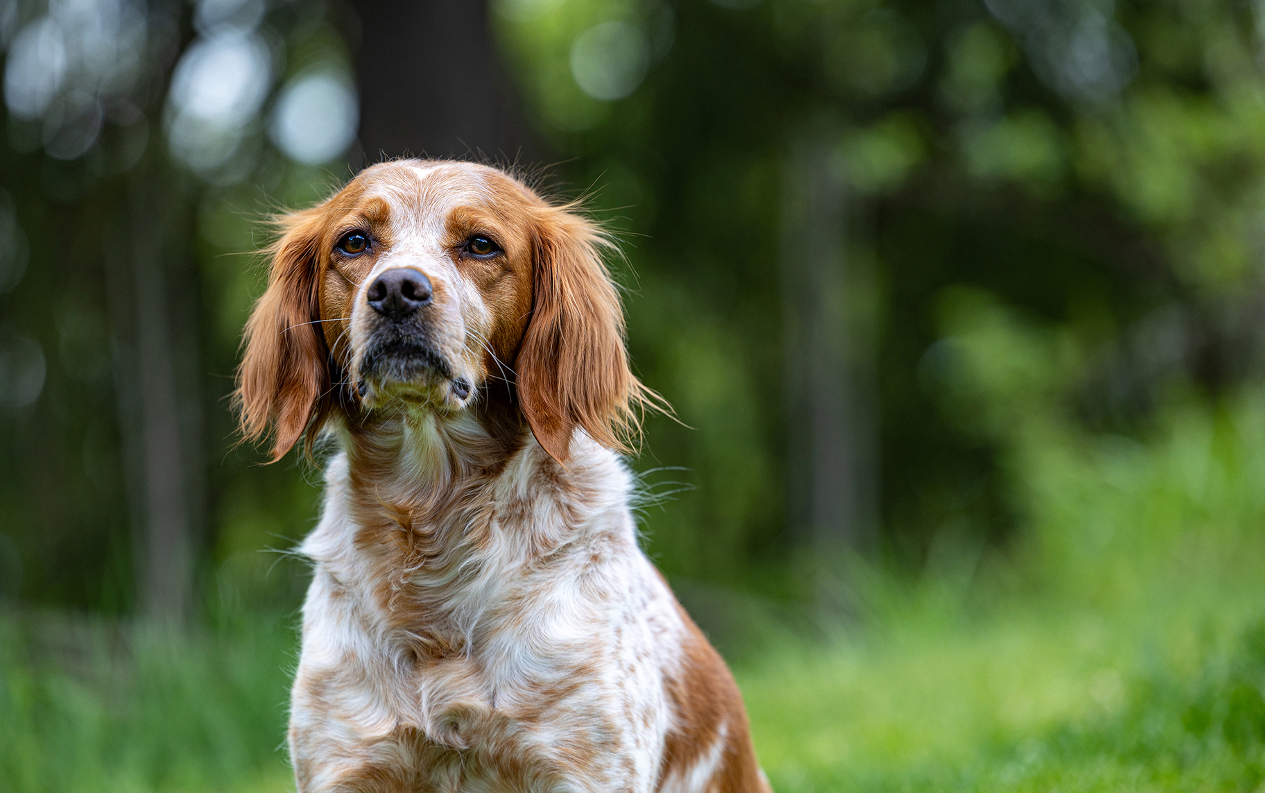 Sagatunrypas Silje (2)