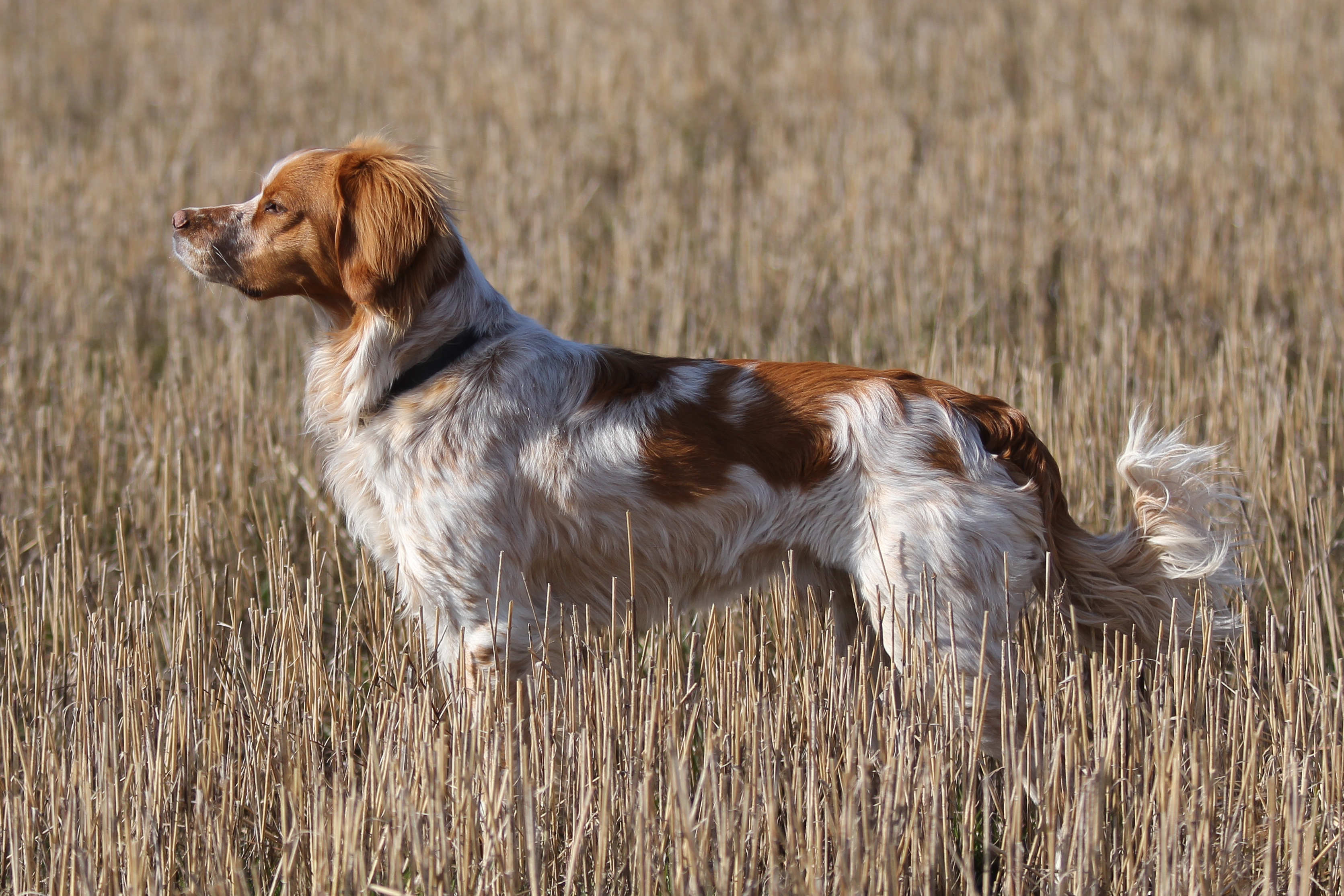 Almkullens Alonso (3)