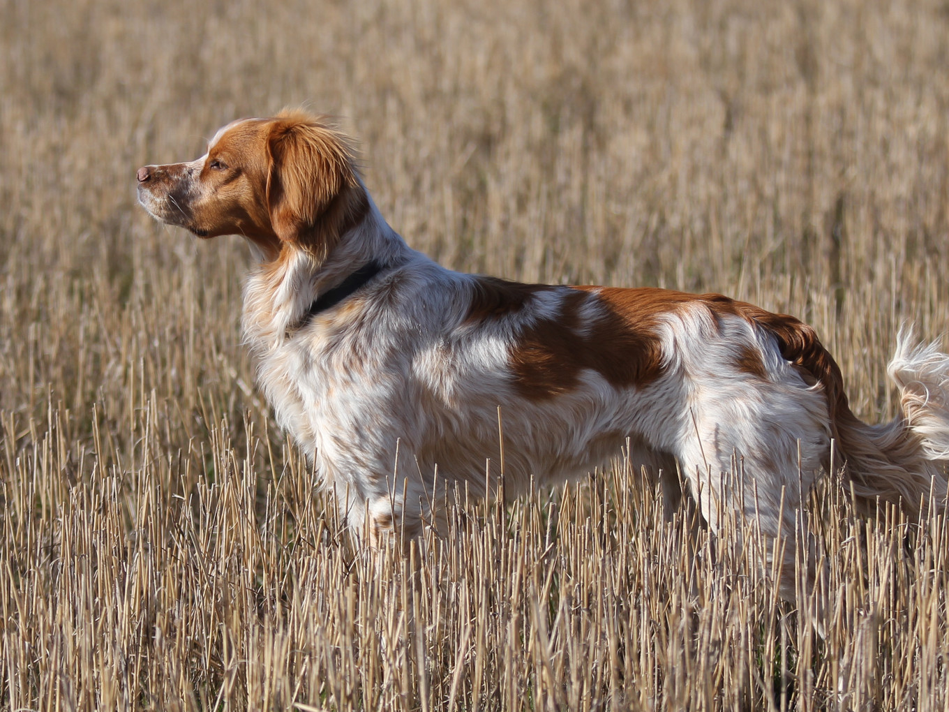 Almkullens Alonso (3)