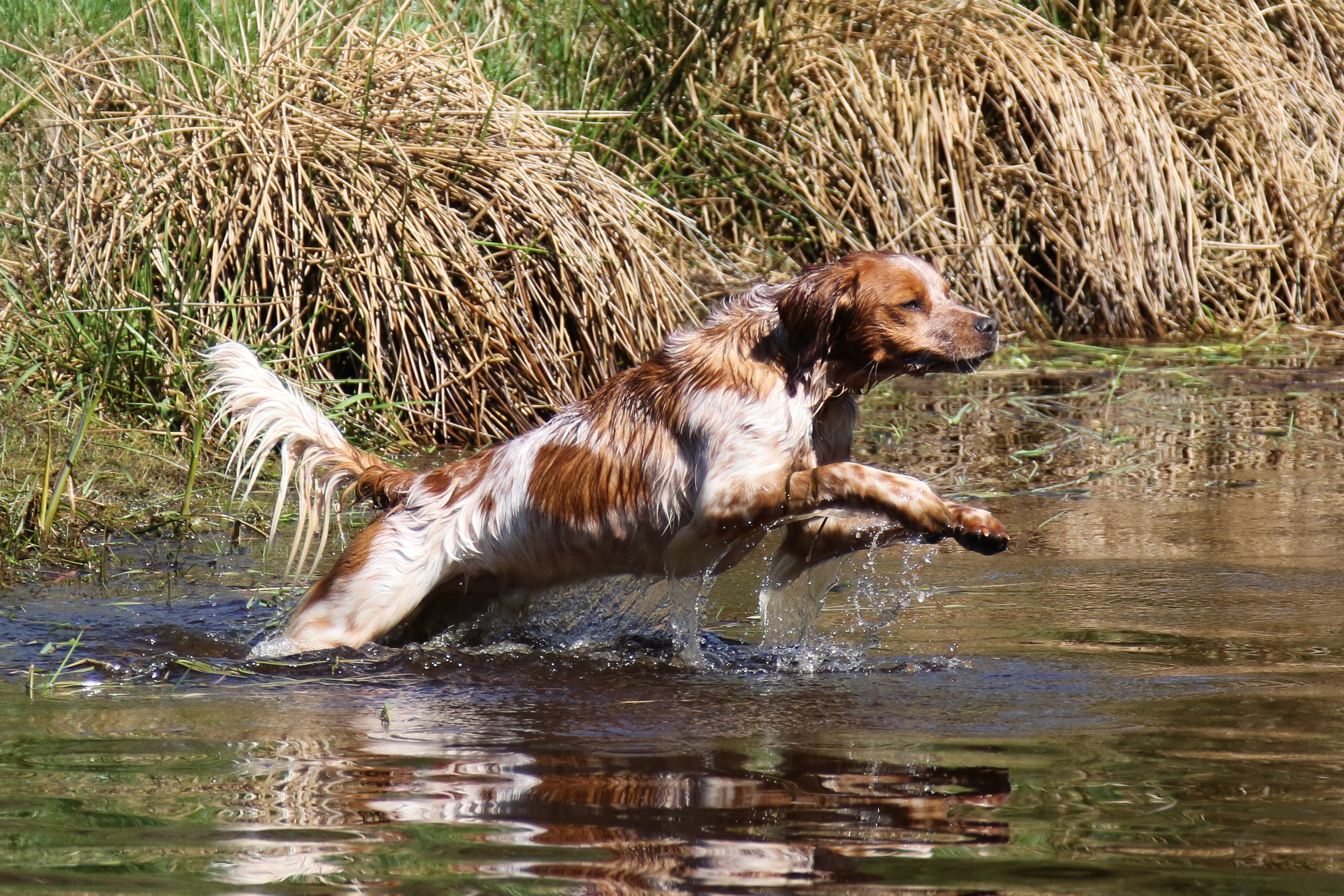 Almkullens Foppa2016 2