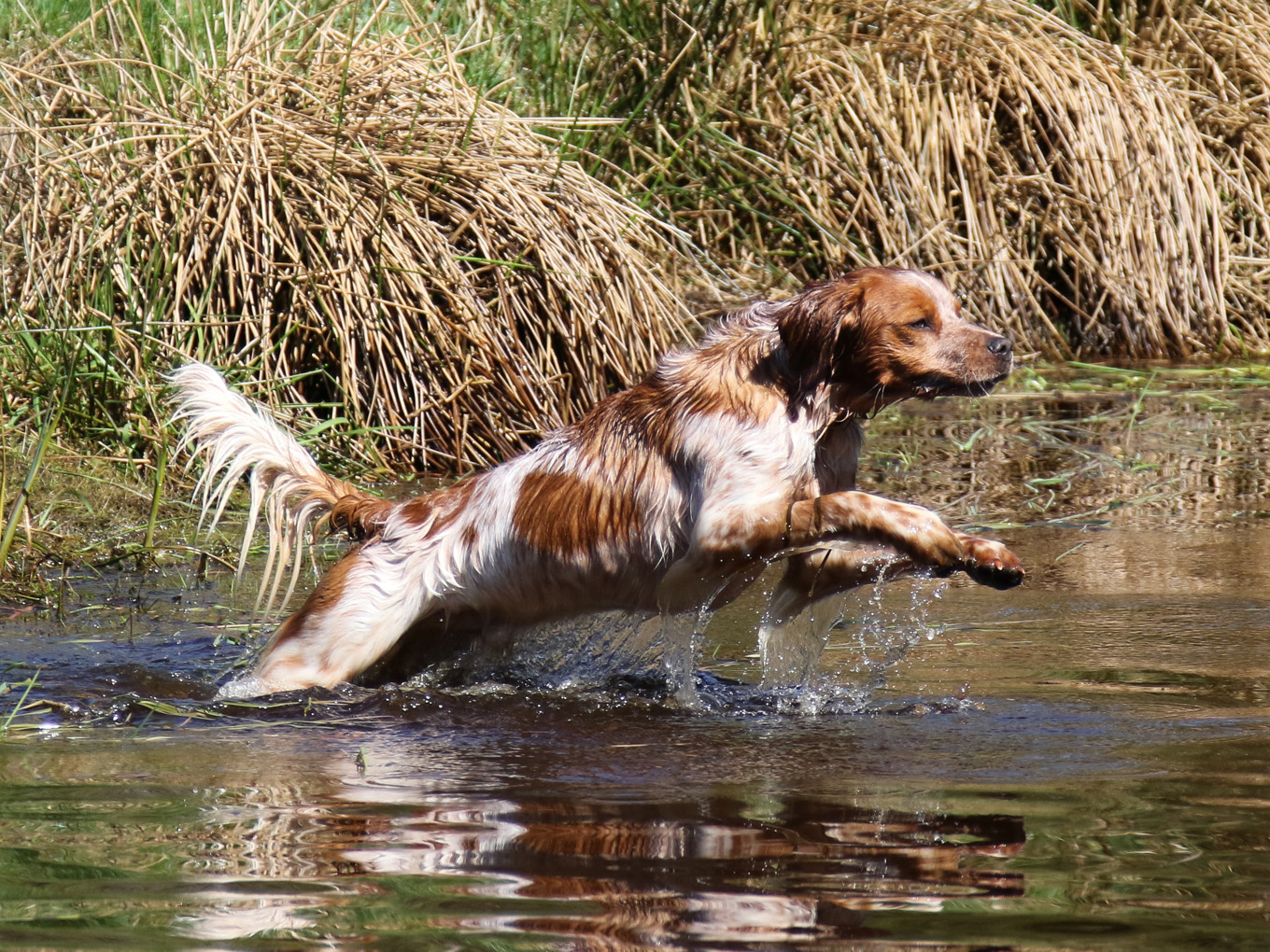Almkullens Foppa2016 2