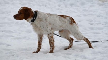 VAN'T PASSANT TAHDOTKO MUT TOSIAAN (1)