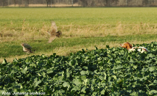 Almkullens Kassie med Rapphöns