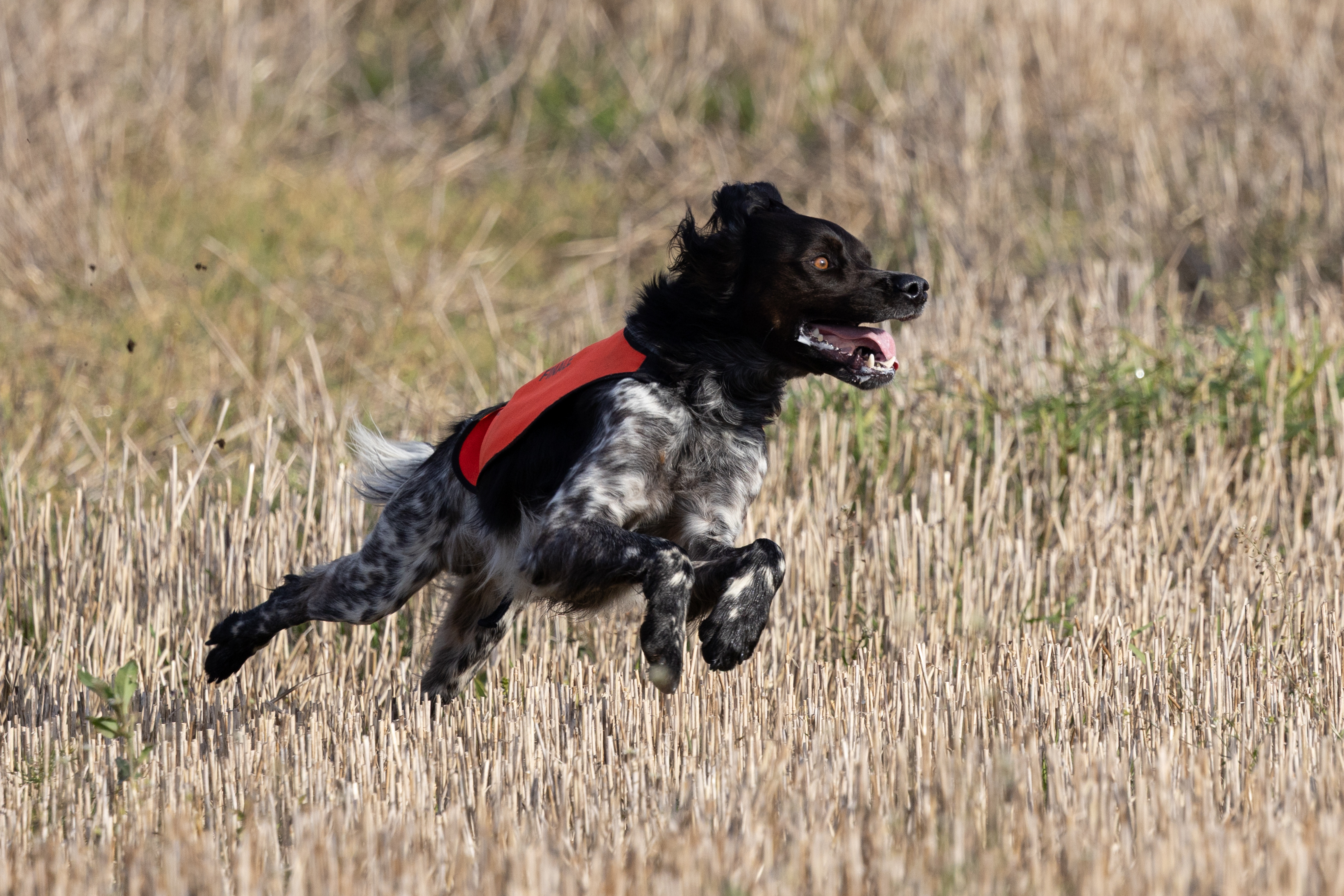Lill Gemons Nebbiolo (5)