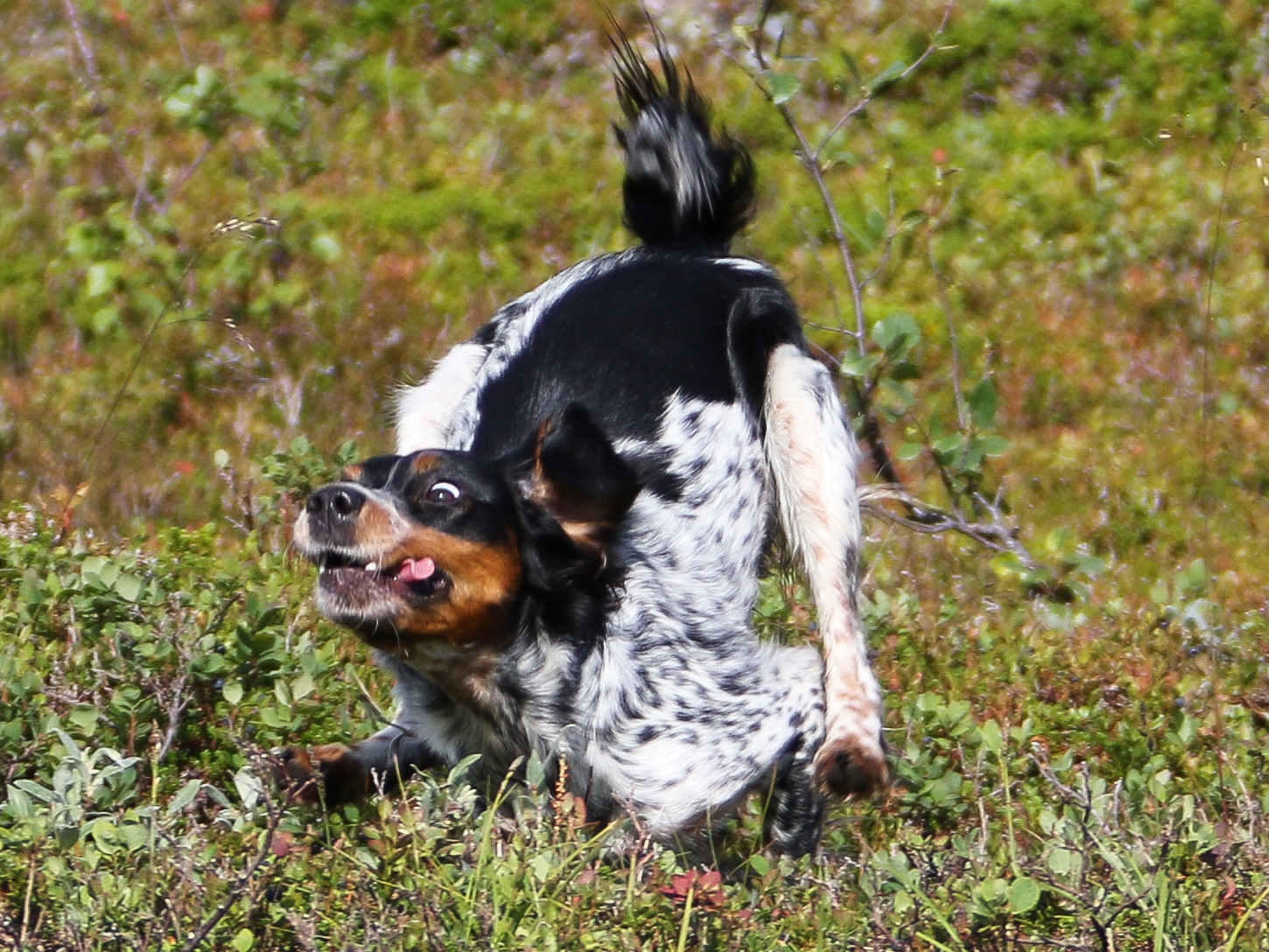 Almkullens Gucci2017