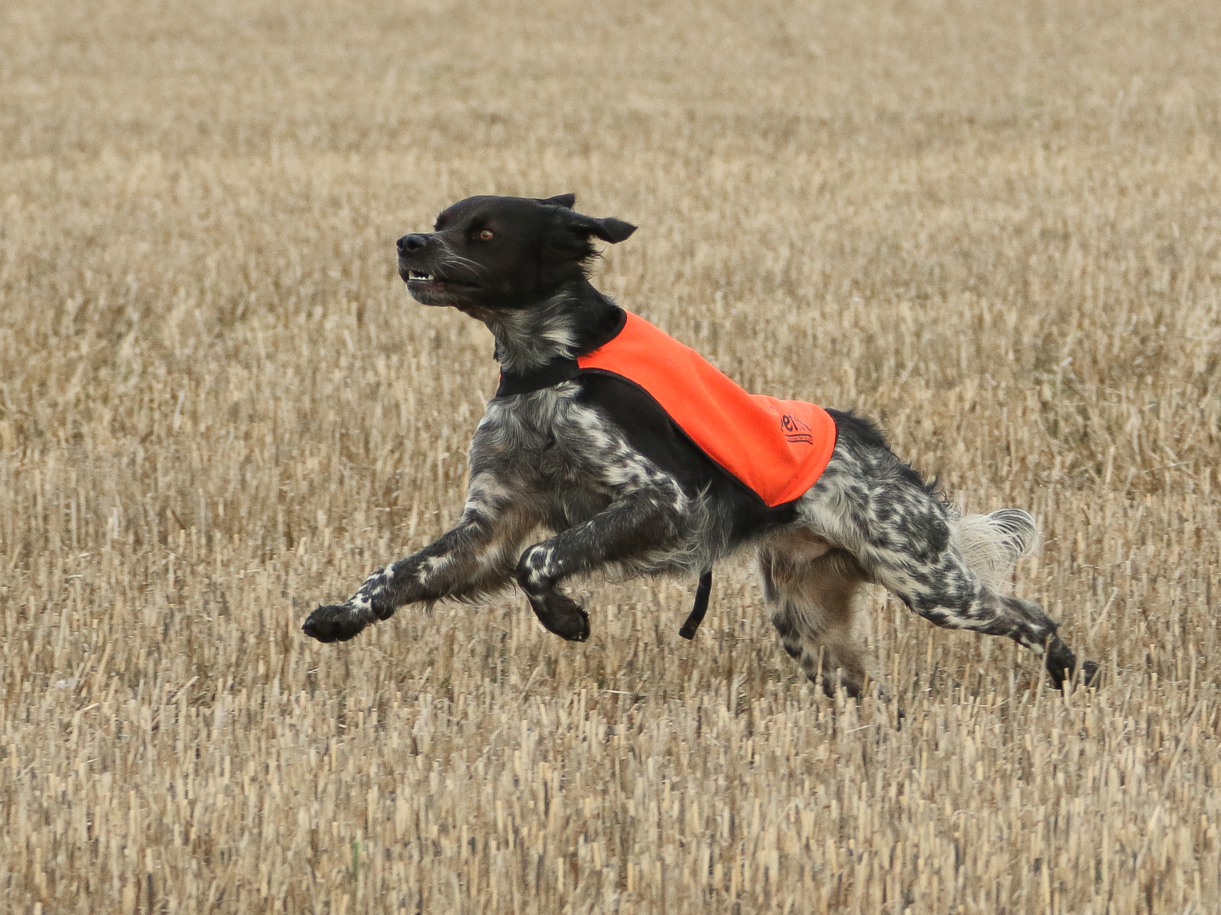 Lill Gemons Nebbiolo (2)