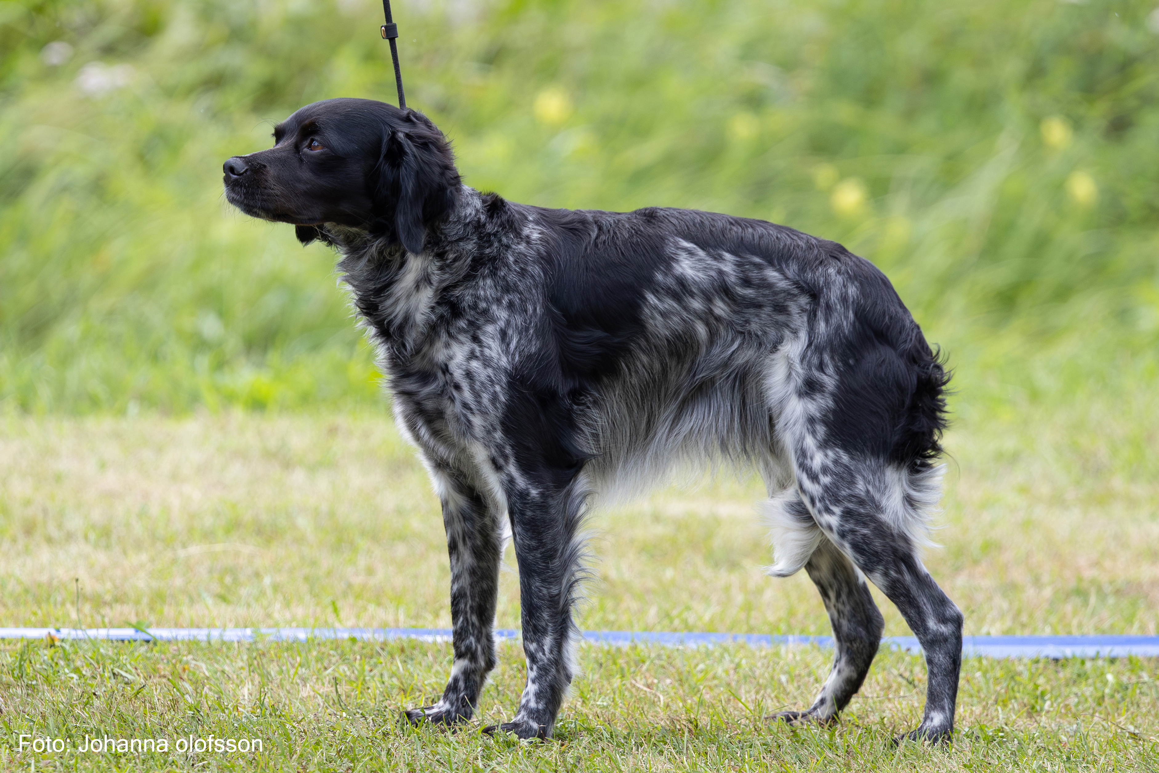 Venatu Three Little Birds Äg Anna Olofsson2025