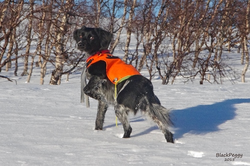 Röbäcksslättens Blackpeggy