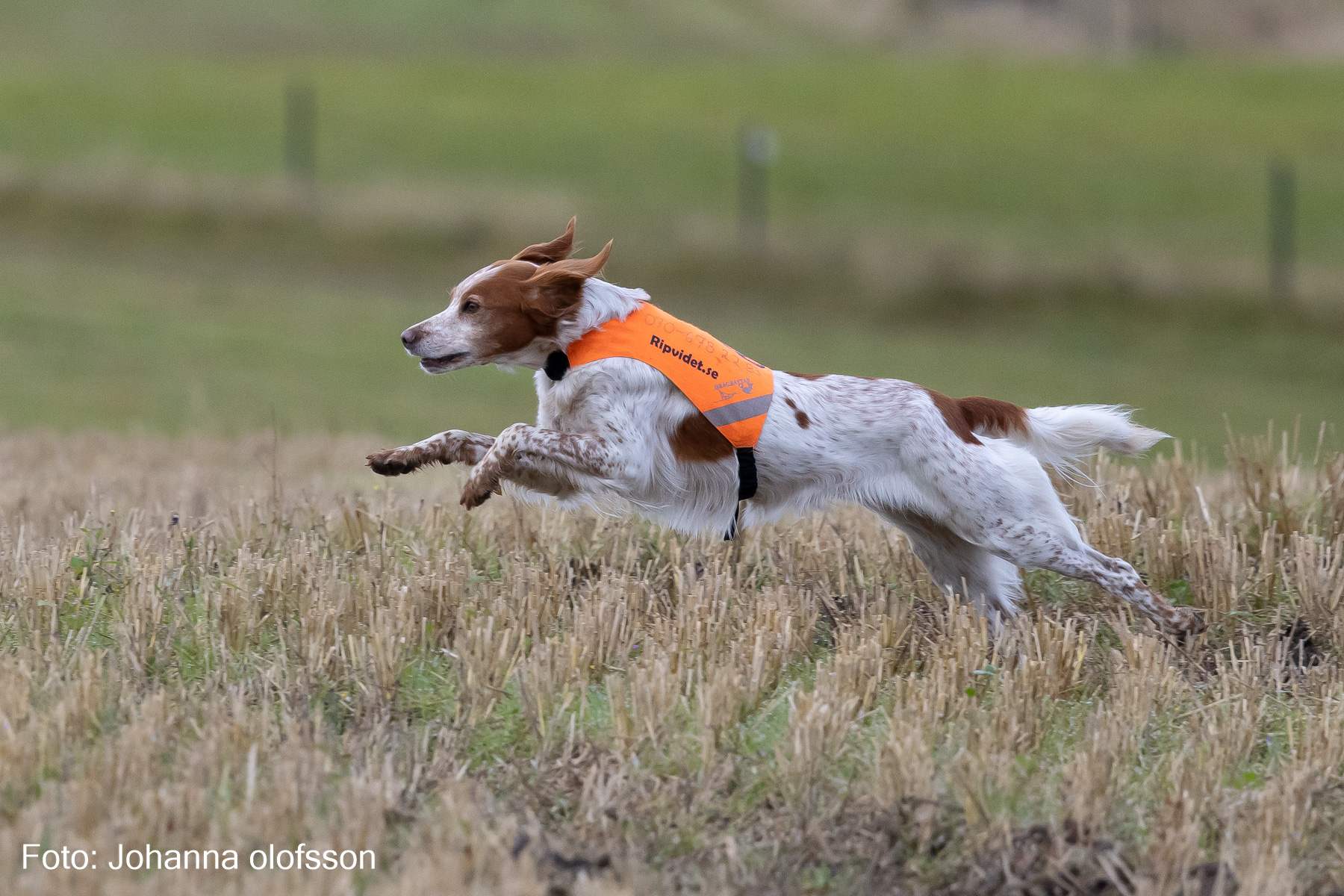 Fiskonfjällets Kira 2