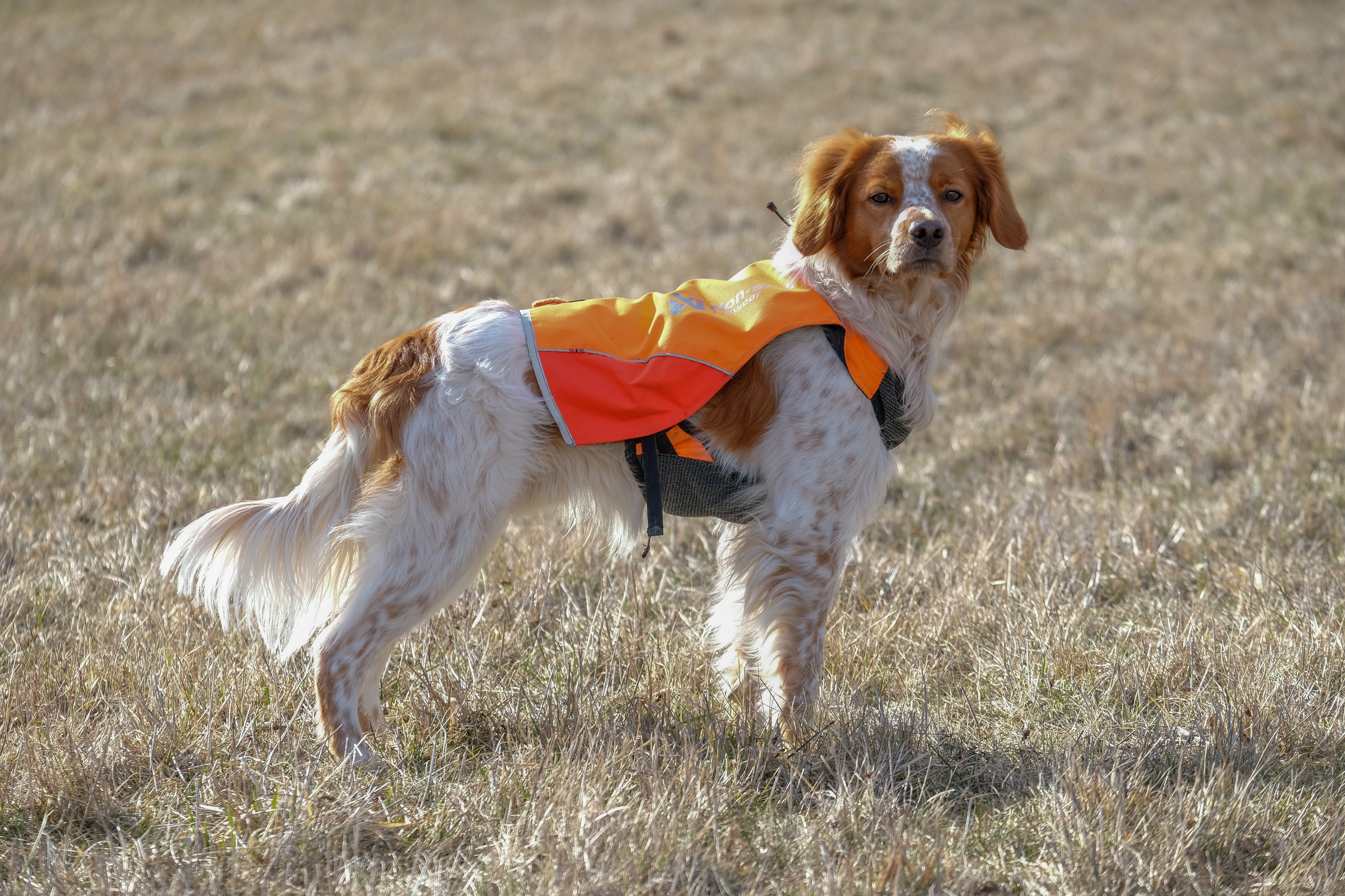 Lapinlunas Francis_2