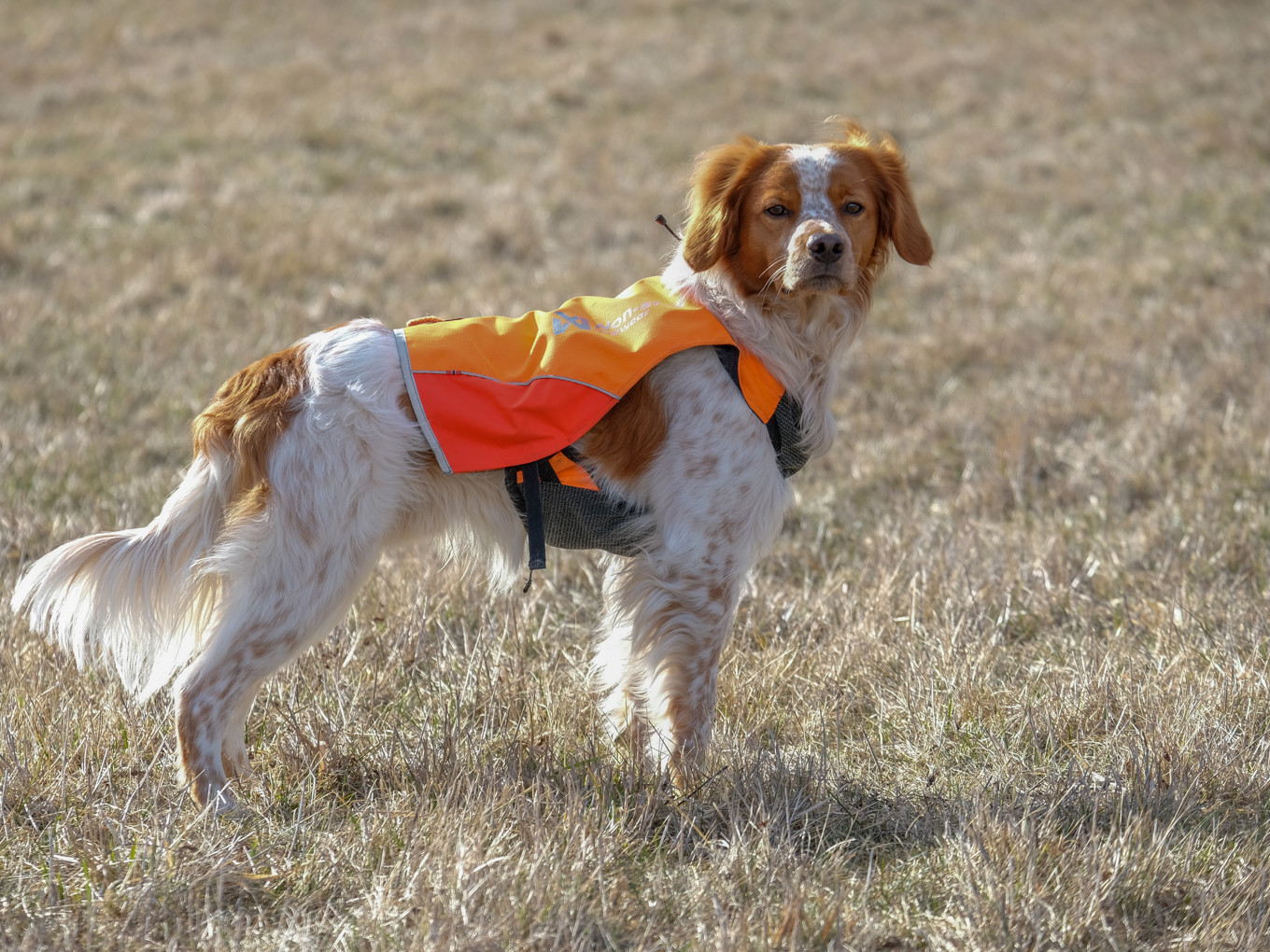 Lapinlunas Francis_2