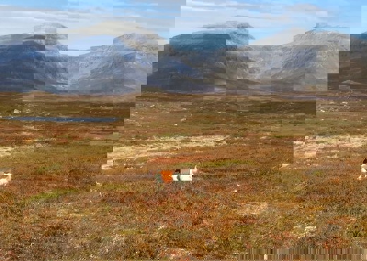 Fjällträning Drent